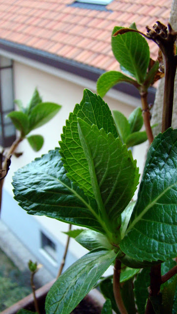 Hortensia (Hydrangea macrophylla (Thunb.) Ser.).