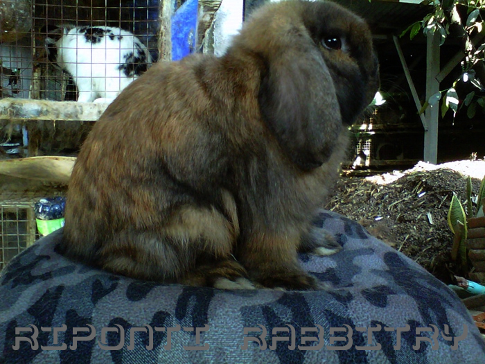 Kelinci Holland Lop Pasangan Gen - gemarkelinci.blogspot.com