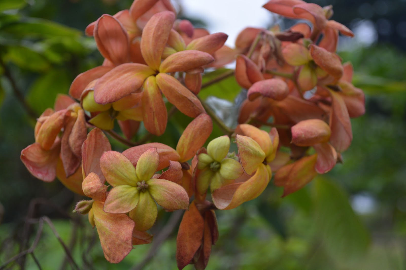 Nusa indah indonesia exotic plants
