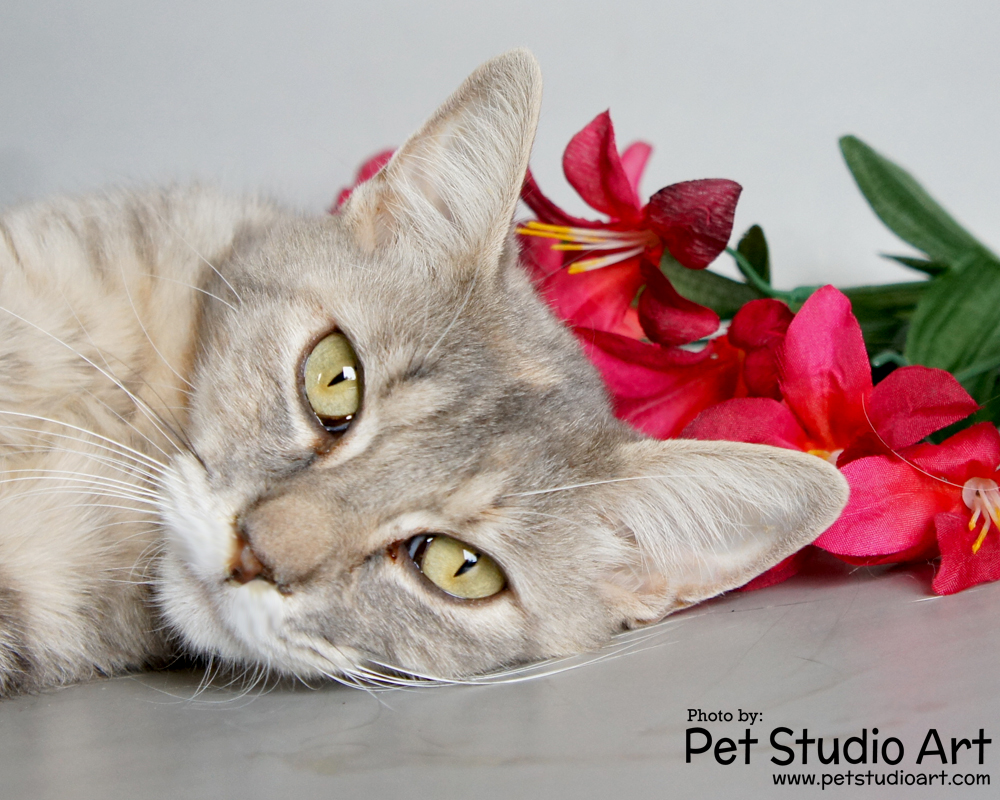 The Pet Studio So Many Kitties...