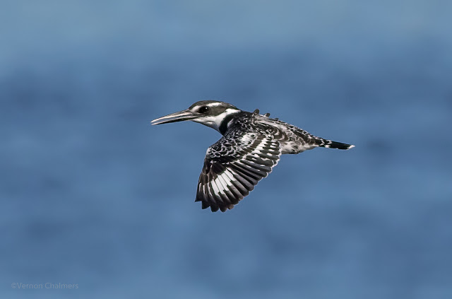 Pied Kingfisher in Flight - Woodbridge Island / Cape Town