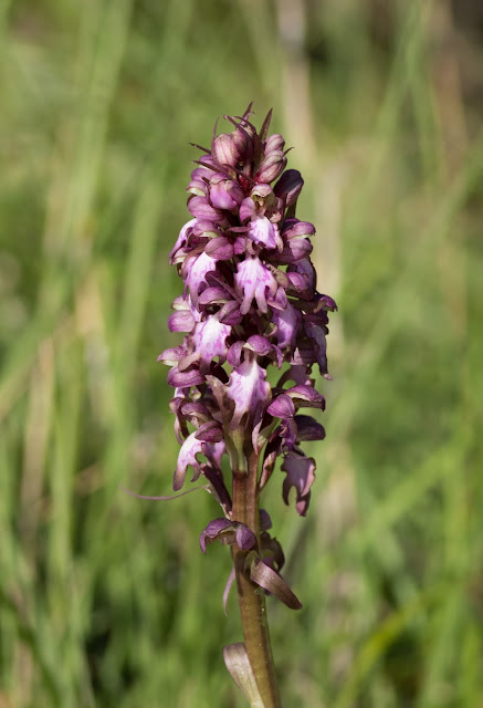 Giant Orchid - S’Albufera Natural Park, Mallorca Giant Orchid - S’Albufera Natural Park, Mallorca