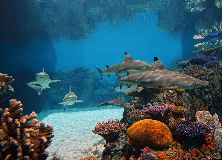 National Aquarium: Baltimore, Maryland