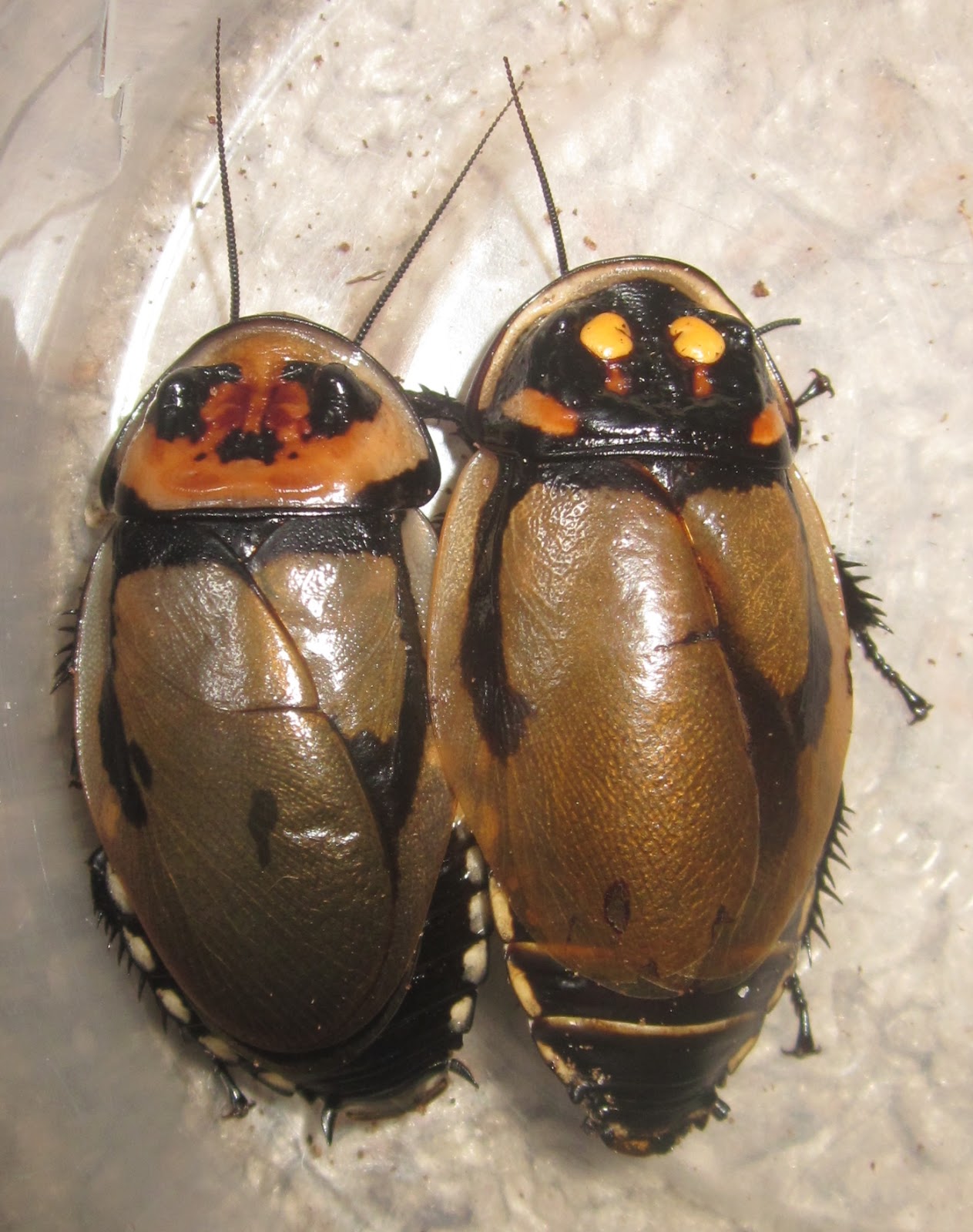 Hormetica strumosa (formerly ID'd as apolinari) - Cockroach Photo