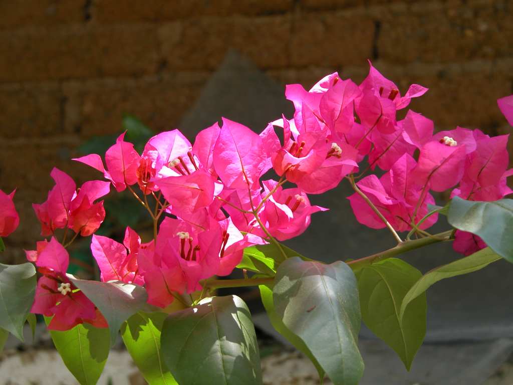 bougainvillea flower wallpaper bougainvillea flower wallpaper