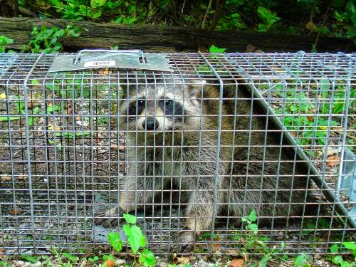 Yard and Garden Secrets: Raccoon Removal Tips for Yards