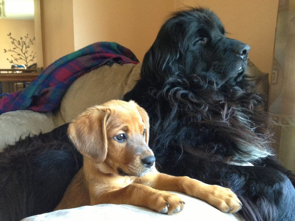 Cute dogs - part 9 (50 pics), puppy poses with adult dog