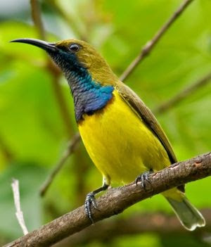 Burung Pemakan Madu Nektar Jenis Dan Macamnya Saka Doci
