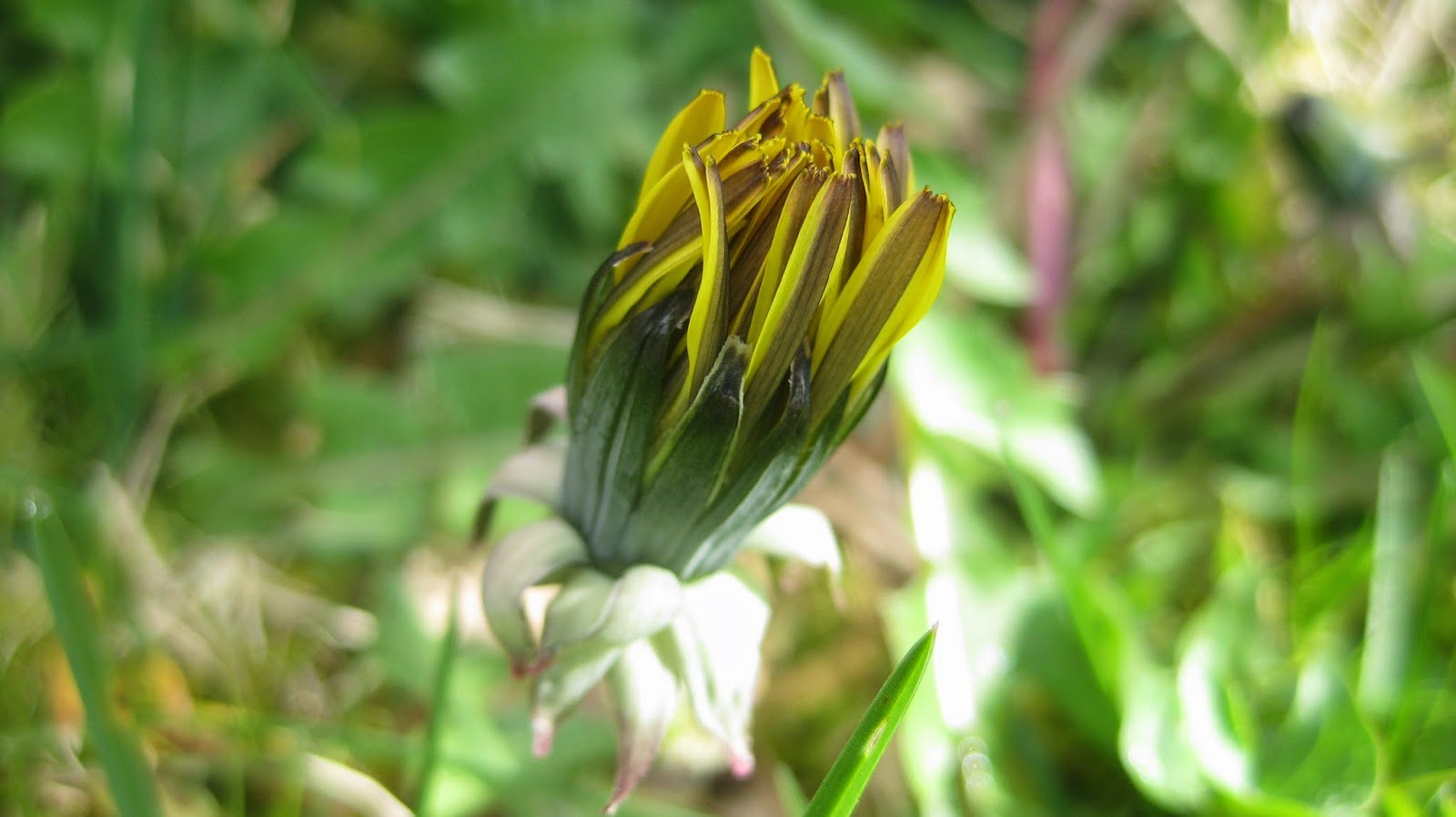 Why Can't Plants Move at Rosie Cabral blog