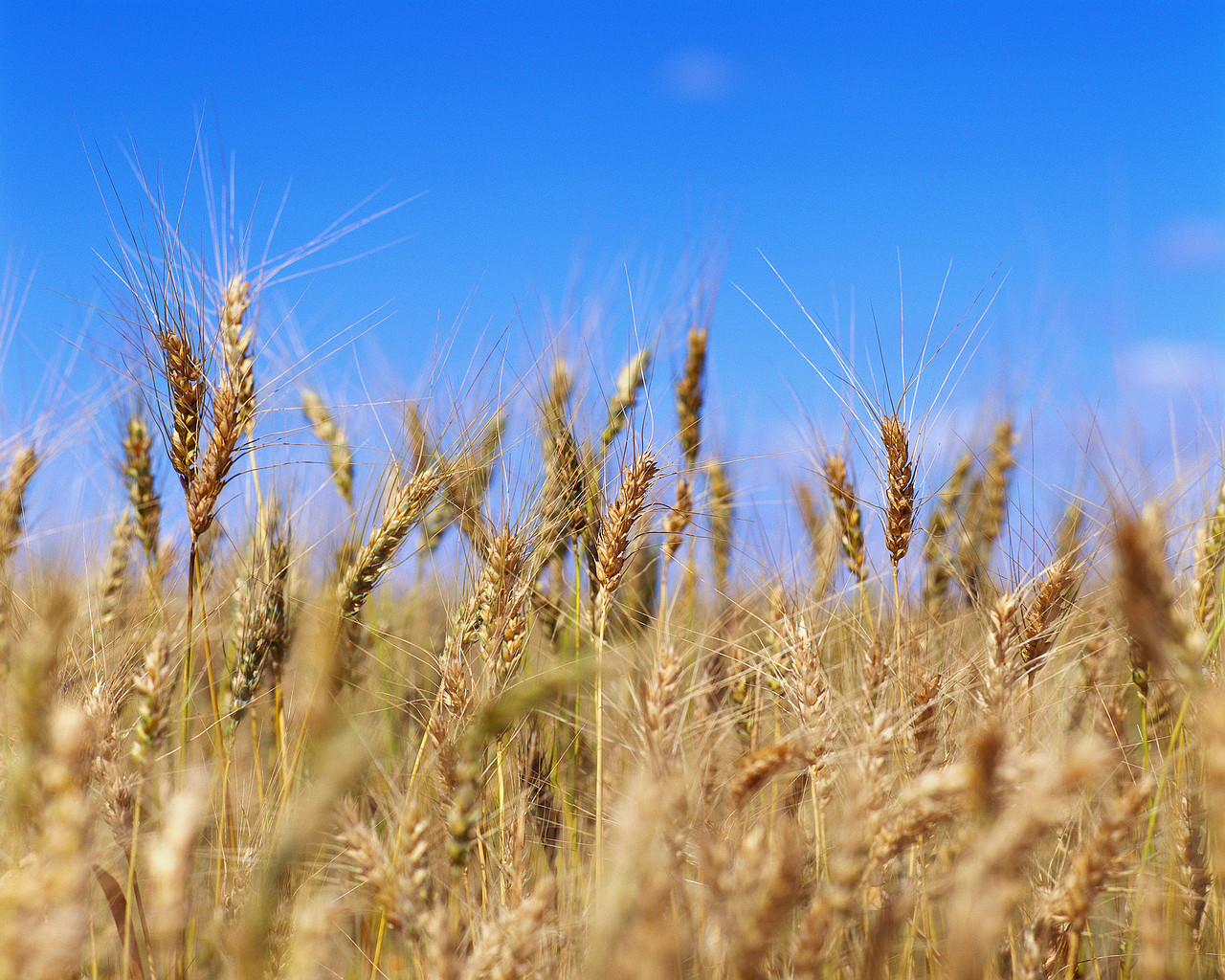 the farmer's wife: Wheat...my, how things change!