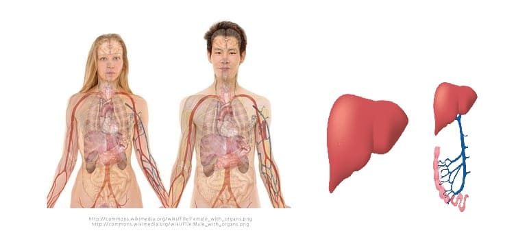 Liver Liver