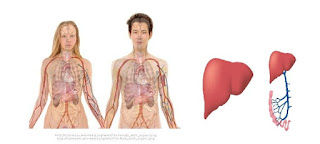 Liver Liver