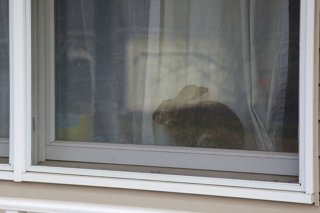 A hermit and his rabbits.