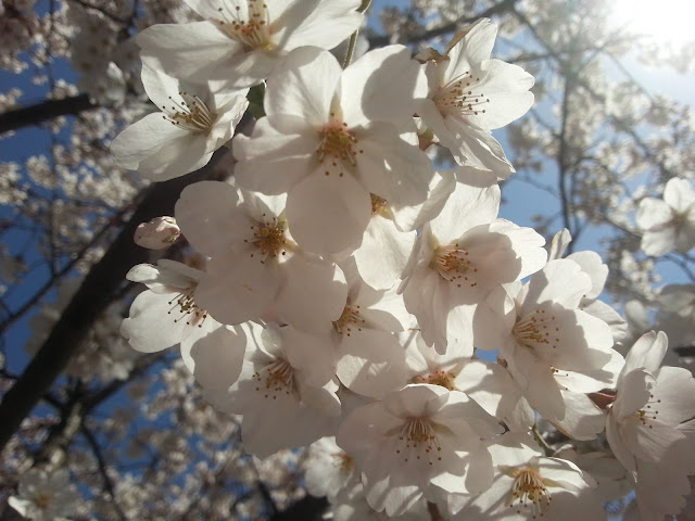 Pretty Pretty Cherry Blossoms!