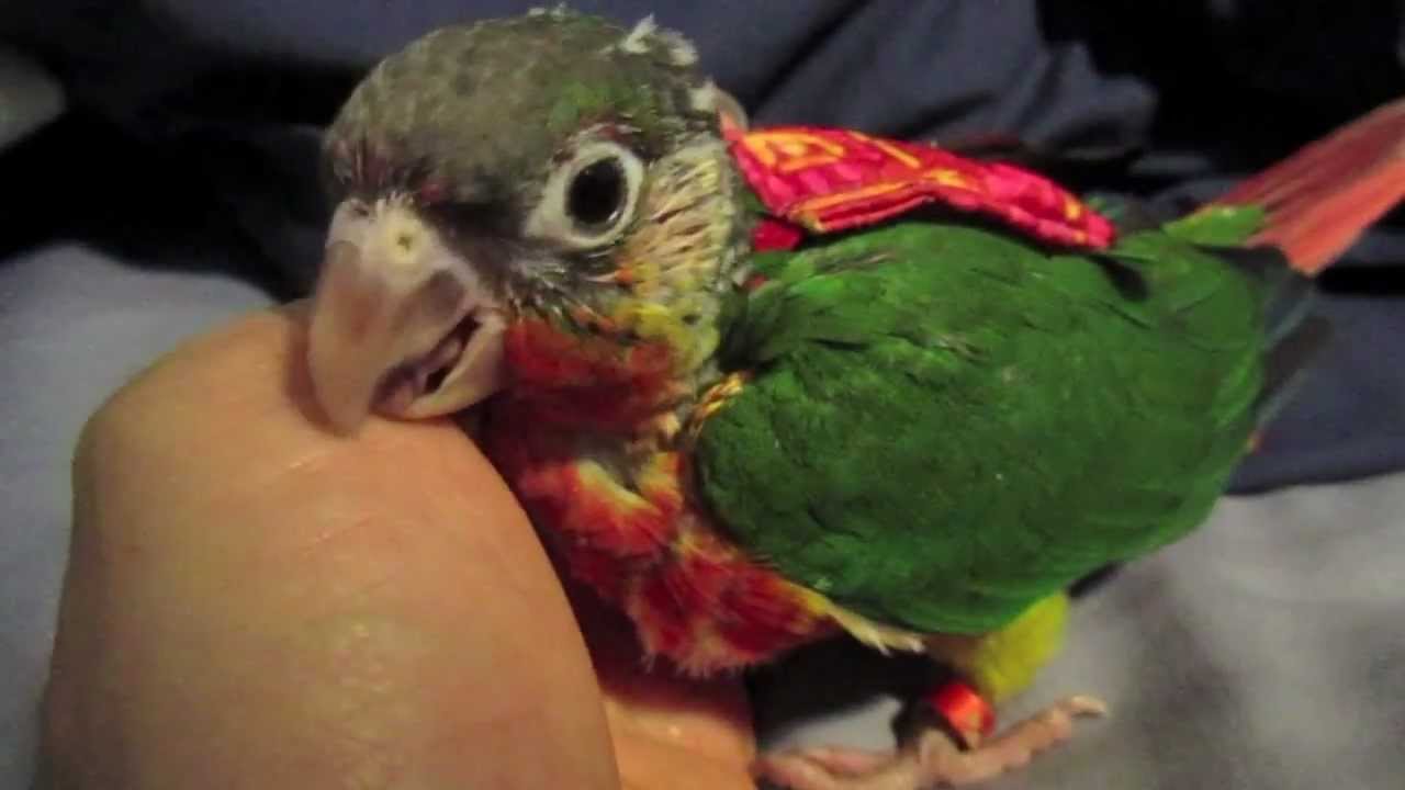 Bird In Everything Bird Flight Suit