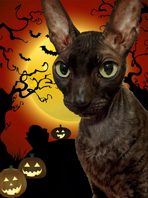 Cornish Rex Halloween Cat