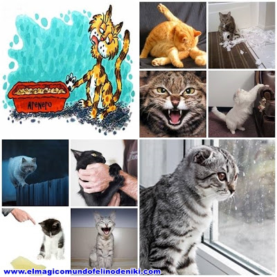 gatos-problemas-comportamiento-mas-comunes-causas-consejos
