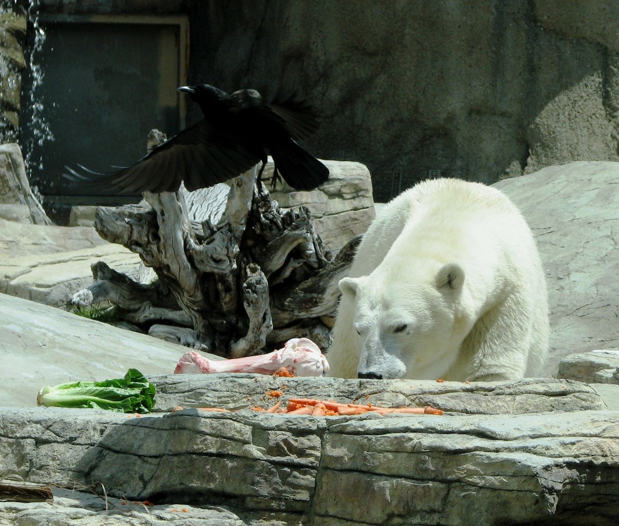 Doug's photo site: San Diego Zoo: Polar Bear feeding time