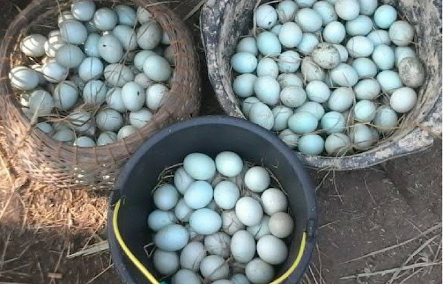 11 Khasiat Telur Bebek, Salah Satunya Manjur Buat Keperkasaan Pria, Wow!
