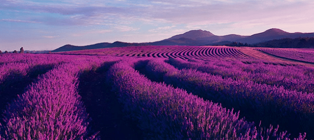 Ý Nghĩa Của Hoa Oải Hương (Lavender) Là Gì? - Ảnh 2 Ý Nghĩa Của Hoa Oải Hương (Lavender) Là Gì? - Ảnh 2