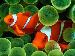 Sekilas Tentang Ikan Anemon (ClownFish)