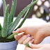 Discover Uses for Aloe Vera and Aloe Supplements