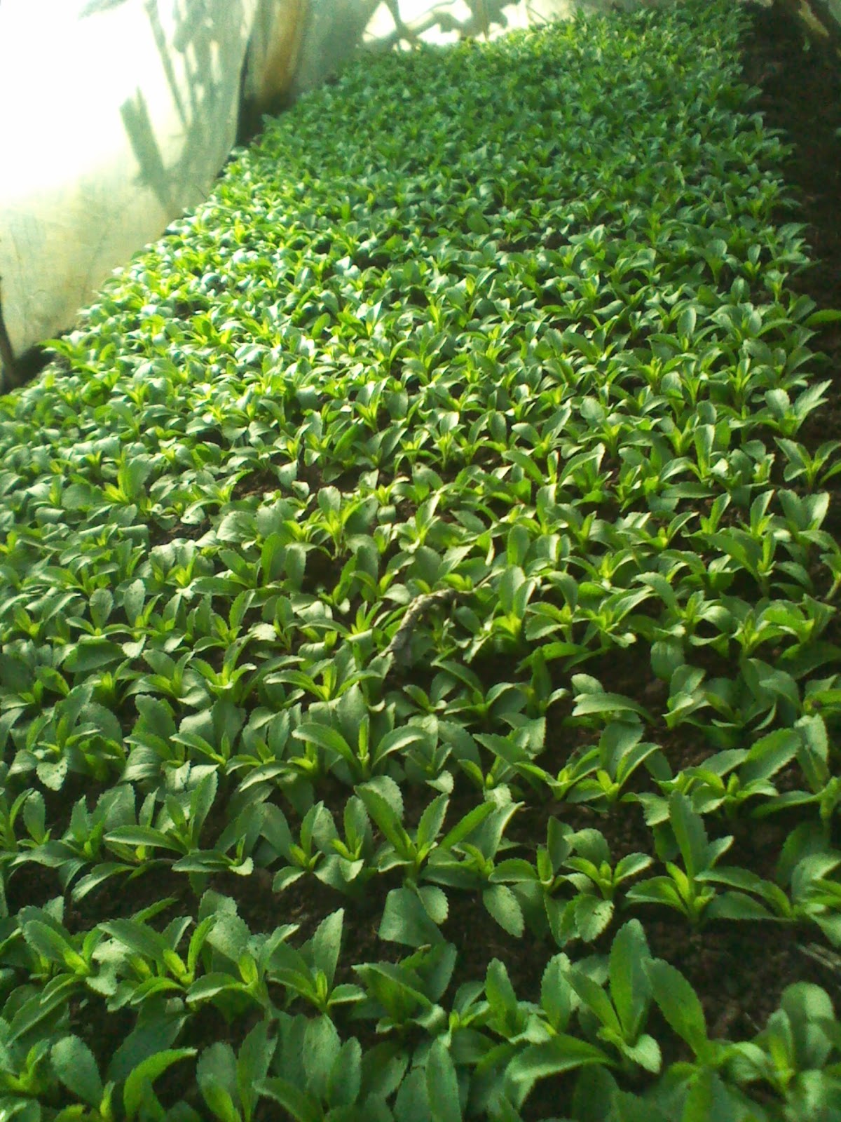 KILIMO SASA STEVIA GROWING IN KENYA
