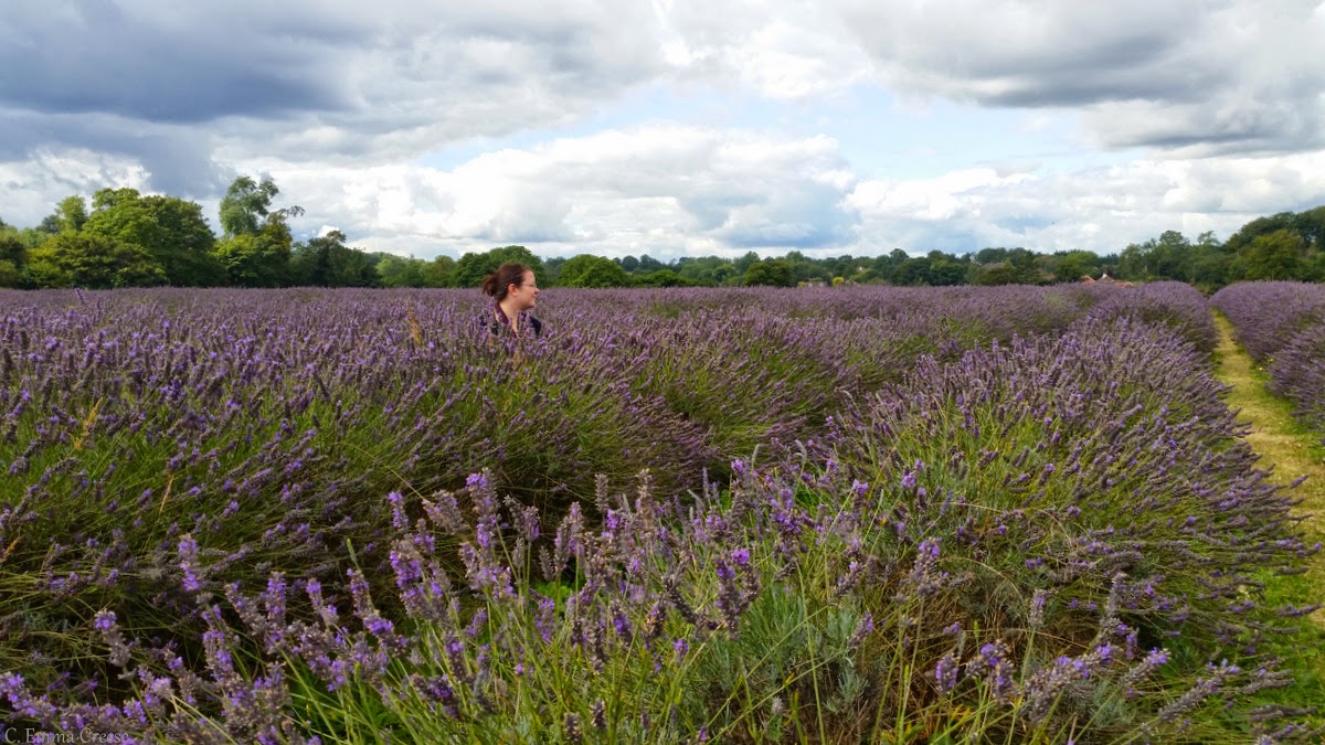 Unique things to do in London - Mayfield Lavender farm, Banstead Surrey. Unique things to do in London - Mayfield Lavender farm, Banstead Surrey.
