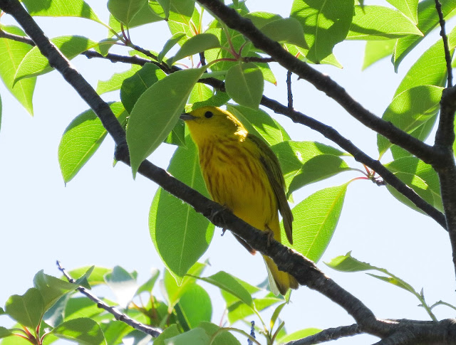 Yellow Warbler - Jamaica Bay, New York