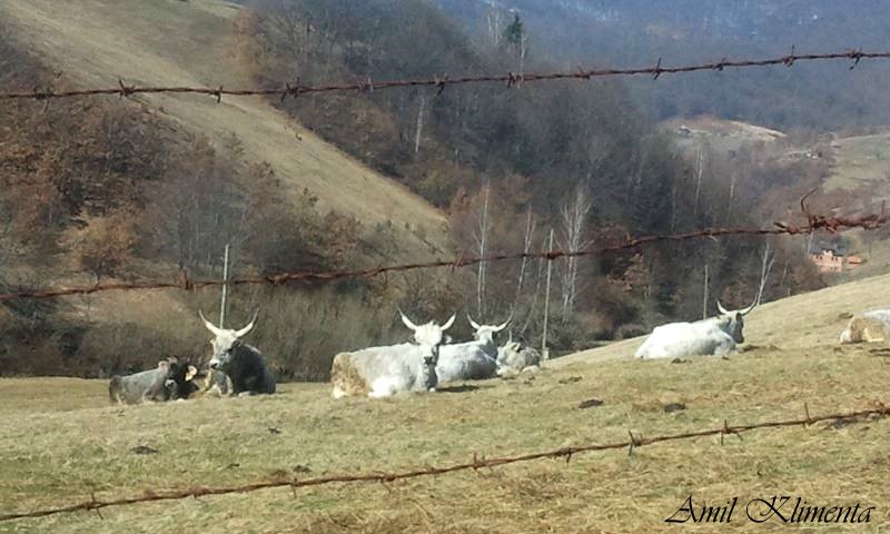 Janas Steinzeit: (Video) Frischkäse aus hausgemachtem Joghurt Janas Steinzeit: (Video) Frischkäse aus hausgemachtem Joghurt