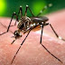 SAÚDE / Estado, governo federal e prefeituras planejam ações de combate ao Aedes Aegypti