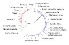 adaptive radiation island chains adaptive radiation island chains