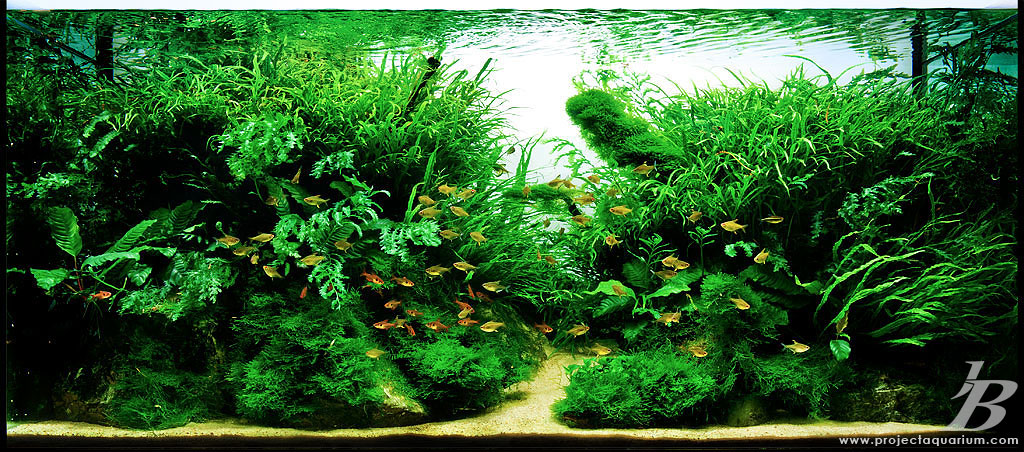 aquascape light calculator pics collection of truly inspired aquascape kinds of aquascape light calculator pics collection of truly inspired aquascape kinds of