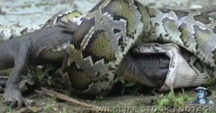 Mimpi Buaya Memakan Ular Arti mimpi melihat buaya sungai di rumah