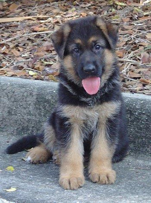 Dogs Info: German Shepherd Puppy 2013