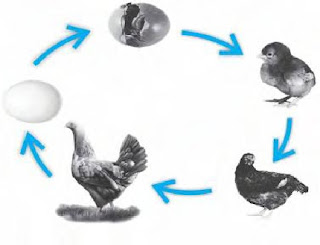 Gambar Pertumbuhan Hewan Dan Tumbuhan