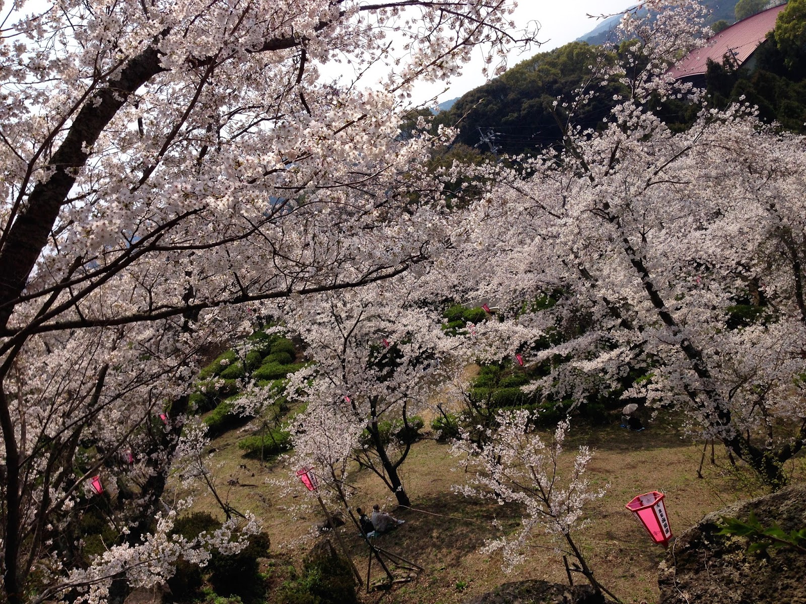 Dream Tours Japan Cherry Blossom Viewing Nagasaki Prefecture