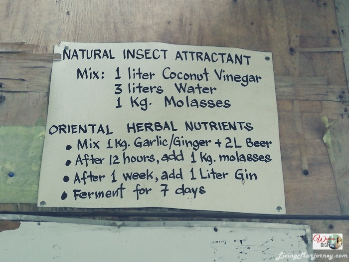 How to make Natural Insect Attractant