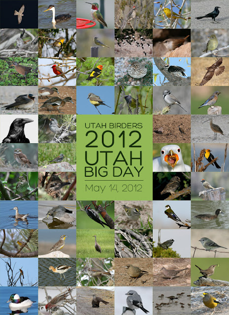 Utah Big Day, 2012 Birding Big Day