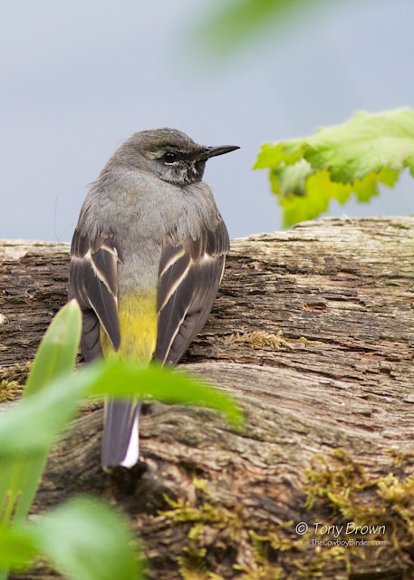 Grey Wagtail Male, Wanstead Park