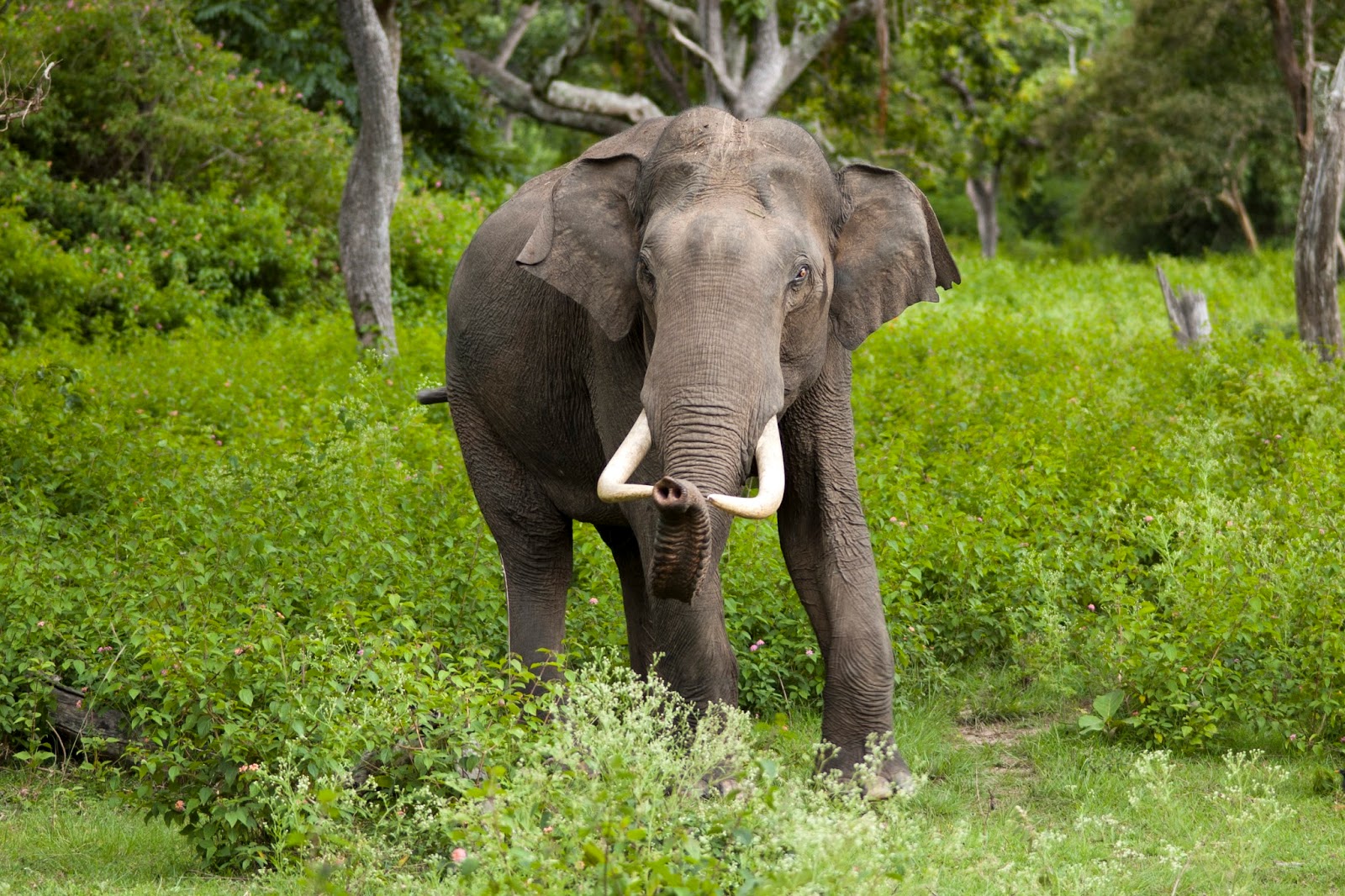 Mammals Animals: Elephas maximus (Bandipur)