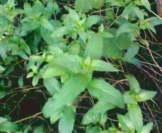  Tanaman mentha yakni flora semak perdu kecil yang sering kita jumpai di sekitar kita Manfaat dan Khasiat Tanaman Mentha/ Poko  (Mentha Arvensis Var. Javanica Bentham)