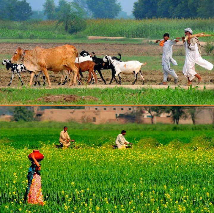 Punjab Beautiful Scenes The life of villagers