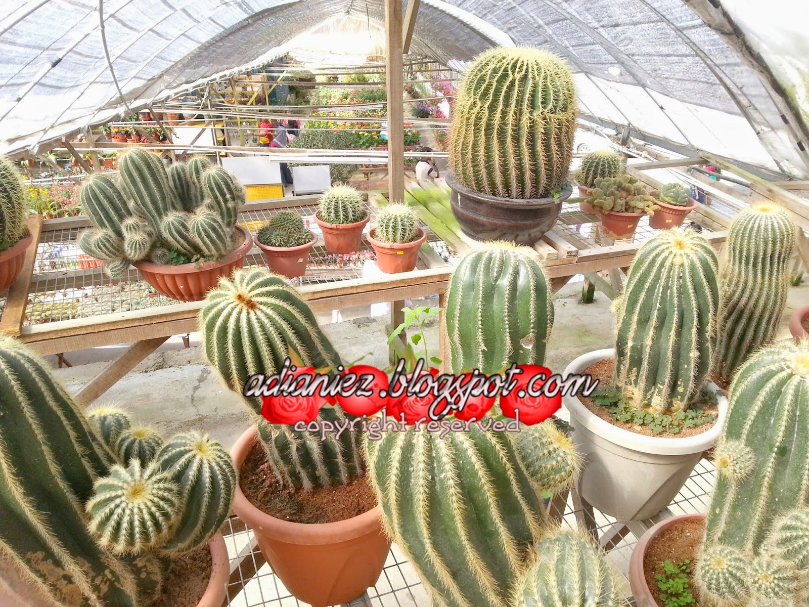 CACTUS VALLEY & BIG RED STRAWBERRY FARM ~ MARI KITA GI PETIK STRAWBERRY ANAK-ANAK IBU