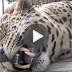 Watch His Reaction When A Human Reaches Out To Pet This Giant Rescued Leopard…Wow!