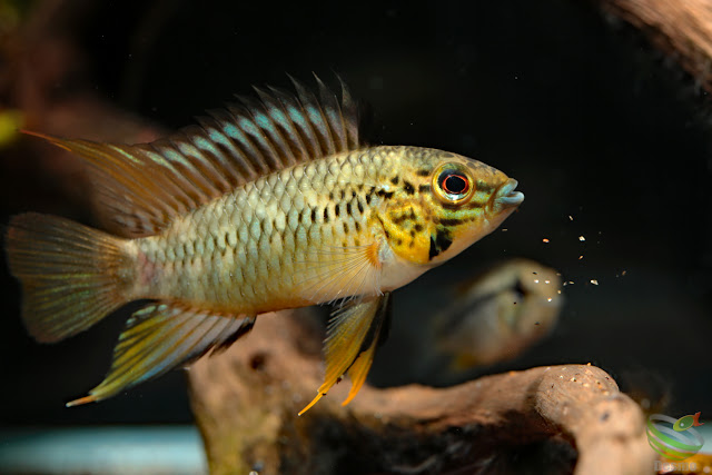 Apistogramma sp. pacman from Rio guaviare