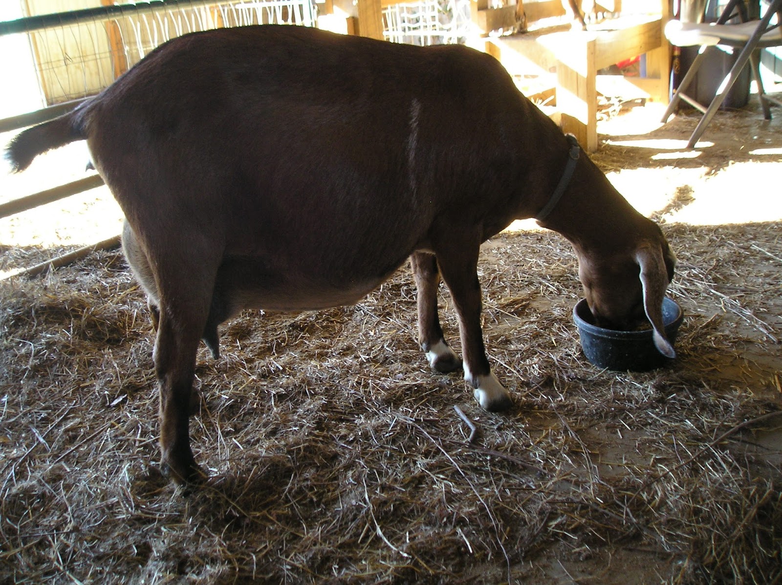 Thoughts from Frank and Fern Why Did My Baby Goats Die?