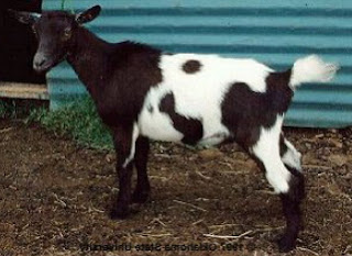 nigerian man turn man into goat