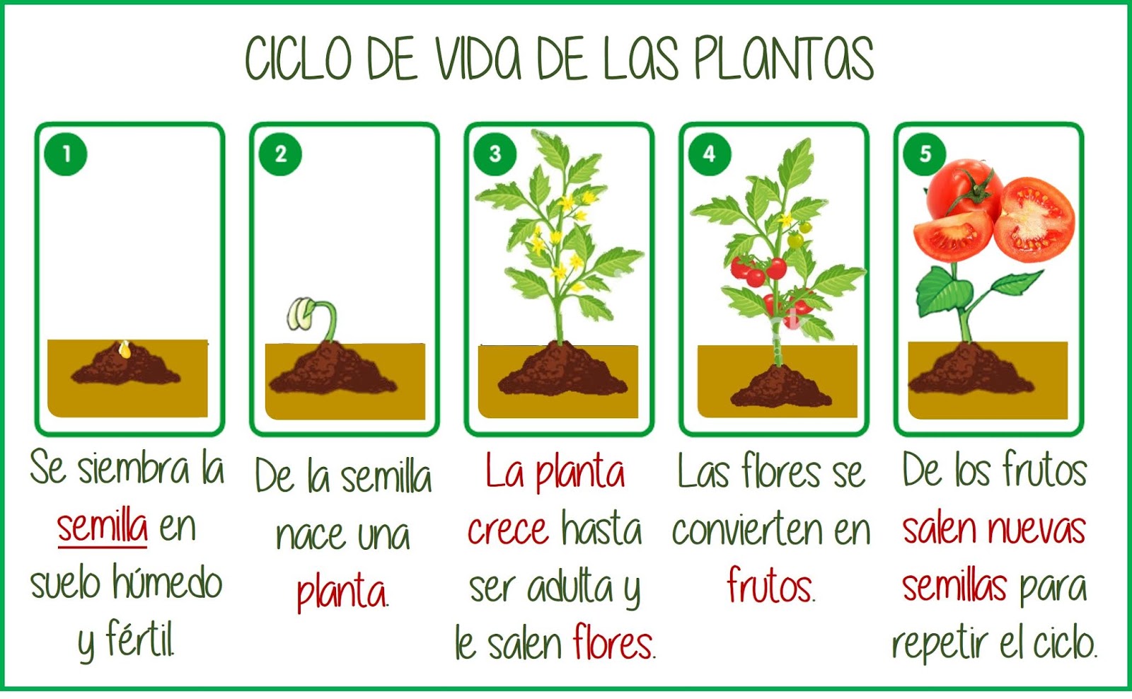 Ciclo De La Vida De Las Plantas Para Niños