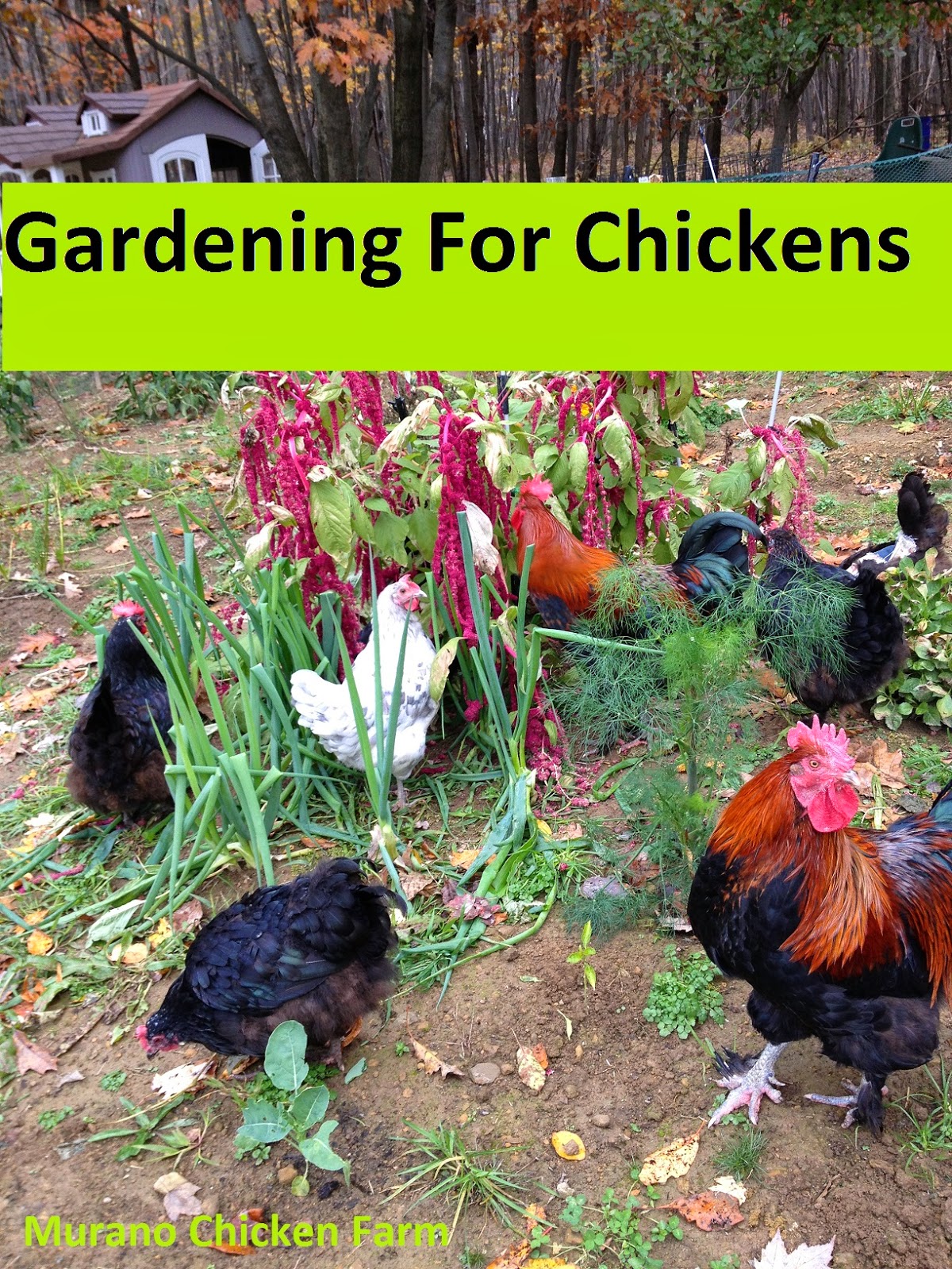 Gardening for chickens Murano Chicken Farm